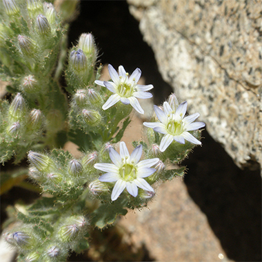 Piojillo